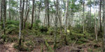 near Mugikusa Pass (Kita Yatsugatake)
